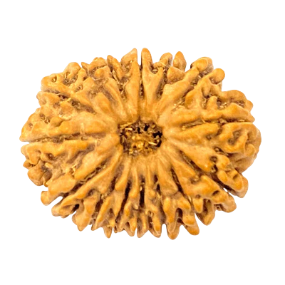 15 Mukhi Rudraksha